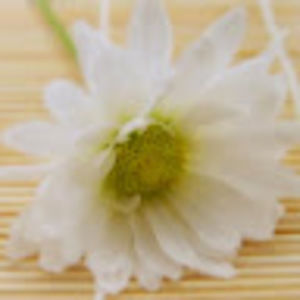 Meet your Posher, Alice